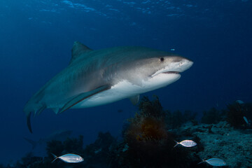 Fototapeta premium Tiger shark cruising past passing small reef fish over a coral reef