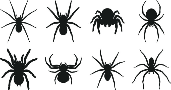 Spider Silhouette Vector Set with Tarantula, Jumping Spider, Long Legged Arachnid Icons, Creepy Wildlife Collection for Halloween Design