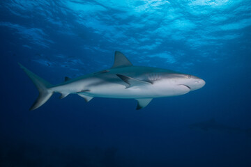 Naklejka premium Caribbean reef shark swimming out of pitch black water near a few fish