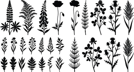 Wildflowers and field weeds black silhouette icon collection with botanical leaves poppy thistle fern lavenders grass stalks isolated on white background © Rakib