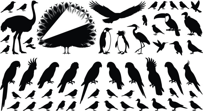 Wild birds and tropical parrots black silhouette icons mega set with eagle peacock ostrich toucan penguin heron sparrow isolated on white background