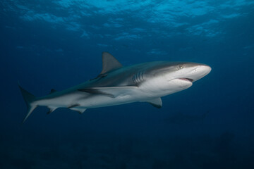 Fototapeta premium Caribbean reef shark swimming past a dark reef background below a rippling surface