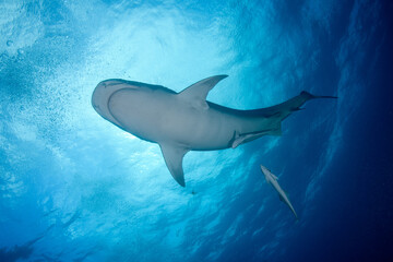 Obraz premium Underside silhouette of a tiger shark swimming directly beneath a bright rippling ocean surface