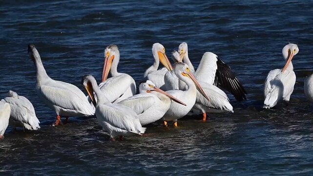 pelicans on the water, pelican, bird, animal, nature, wildlife, wild, Canada, Alberta