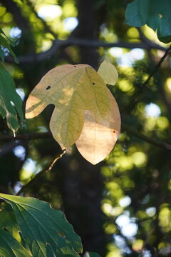 Park foliage and pathways in Kissena Park