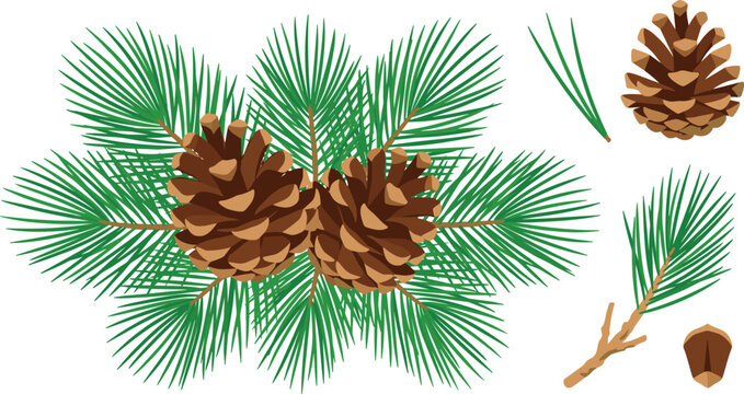 Natural pine cone vector set featuring green pine tree branches, needles, brown cedar cones, and individual botanical elements isolated on white background.