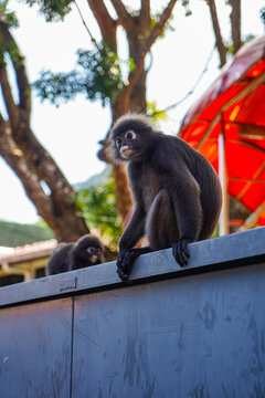 Dusky langur monkey sitting on a ledge with another monkey in the blurry background