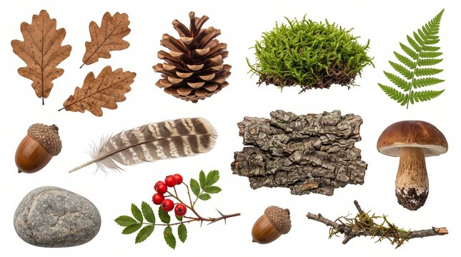 Flat lay collection of woodland nature elements, autumn leaves, and forest objects isolated on white.