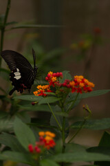 Mormon butterfly feeding © IM19AA
