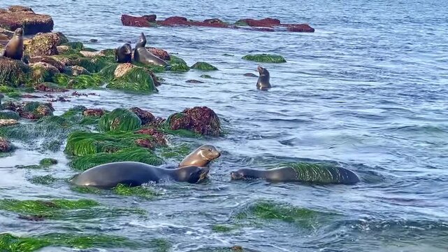 La Jolla cove, sea lion rookery. Sea lions are playing in the water, closeup
