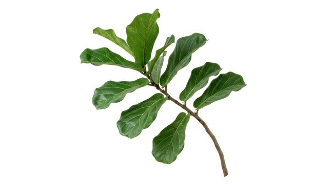 A branch of a Ficus lyrata tree with green and yellow leaves, isolated on a white background.