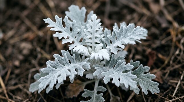 Silver Dust Senecio Cineraria Plant with Fern-like Leaves.