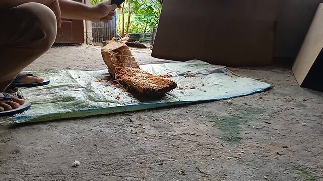 feeding a group of duck