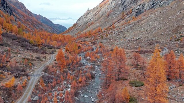 Aerial view of autumnal mountain valley with winding river and orange larch forest in Swiss Alps.