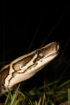 Burmese python looking up