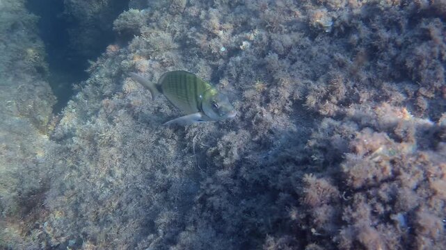 Diplodus sargus fish swimming between underwater seaweed and rocks, exploring marine life in its natural ocean habitat
