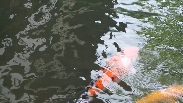School of Koi Carp Gathering at the Water Surface of a Pond