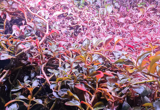 a dense, layered bed of fresh green and red aquatic creeping plants with detailed leaf structures