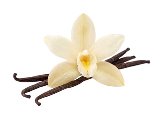 Obraz na płótnie Canvas Vanilla flower and bean pods rest against a black backdrop on transparent background orchid
