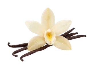 Vanilla flower and bean pods rest against a black backdrop on transparent background orchid © Ariyan