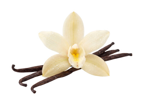 Vanilla flower and bean pods rest against a black backdrop on transparent background orchid