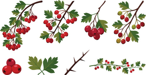 Hawthorn berry branch set featuring red berries green leaves sharp thorns and botanical elements for autumn nature and herbal design vector © Md. Al-Amin