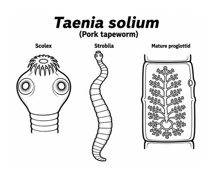 Taenia solium (Pork tapeworm) anatomy with scolex, strobila and mature proglottid clean educational biology illustration