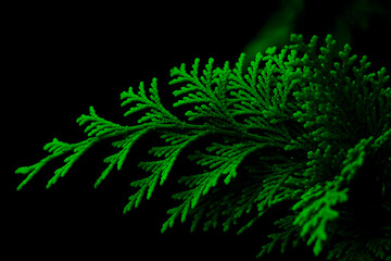 Vibrant green cypress branch highlighted against a deep black background with copy space for design. © EkoPriyatno