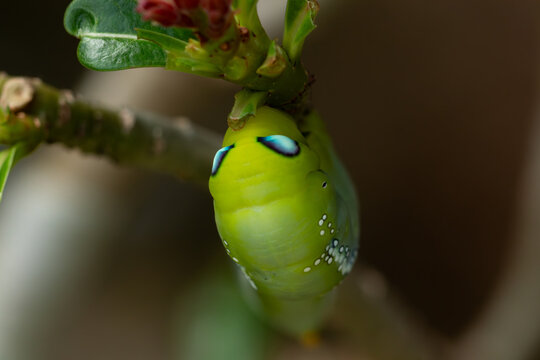 Macro portrait of a bright green hawk moth caterpillar with big blue faux eye spots hanging upside down on a plant stem