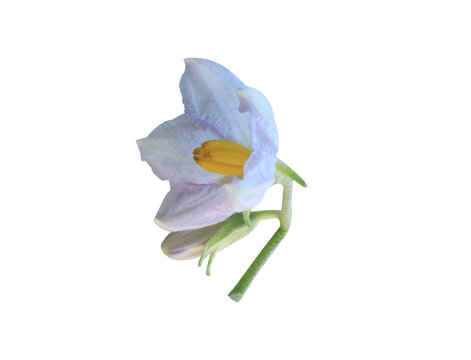 Fresh white eggplant flower isolated on a transparent background. Delicate Solanum melongena blossom with natural petal.