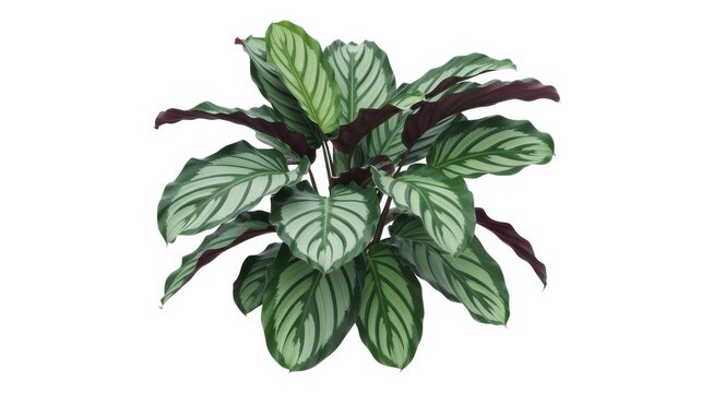 Isolated lush calathea plant with patterned green and purple leaves transparent background