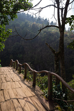 Wooden Pathway Surrounded by Lush Greenery in a Natural Landscape- vertical