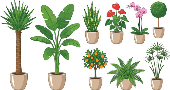Potted house plants vector element set with tropical palm banana tree snake plant orchid fern and orange bonsai tree
