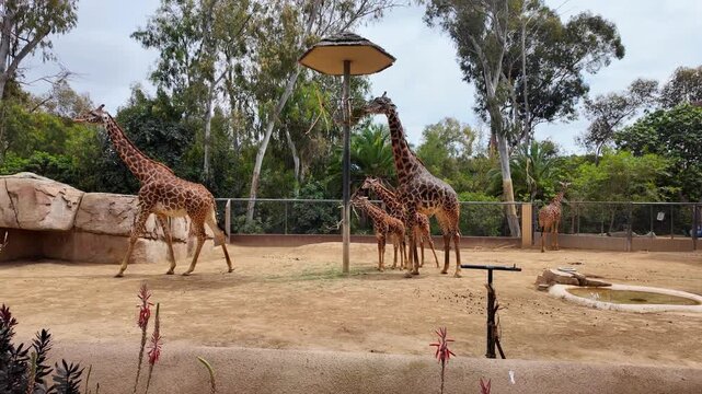 Family of captive giraffes standing and eating in their large sandy enclosure at the zoo