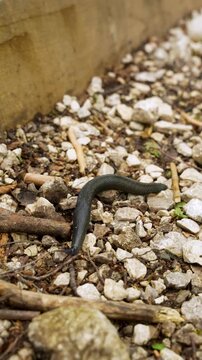 Close-up view of a large black Arion ater slug or European black slug aka black arion moving among gravel stones in alpine forest in humid natural ground.