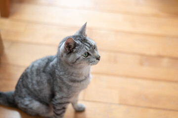 Obraz premium 部屋の中で座っている可愛い猫 サバトラ猫