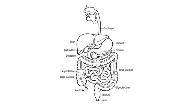 Human Digestive System Anatomy Diagram - Labeled Organs