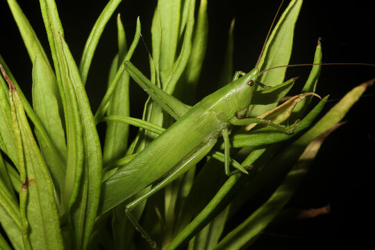 Common Conehead (Neoconocephalus sp) at night, its green color helping it blend into green vegetation. 