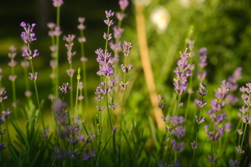 Obraz premium Beautiful blooming purple lavender flowers in a sunny garden. Backlit lavender bushes at sunset close up.