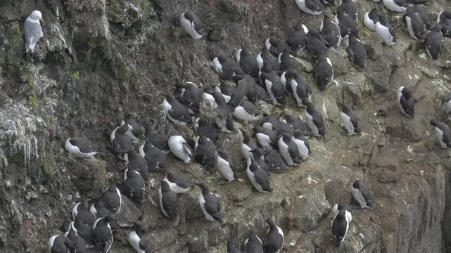 Large Colony of Common Murres Nesting on a Steep Rocky Cliffside in Iceland