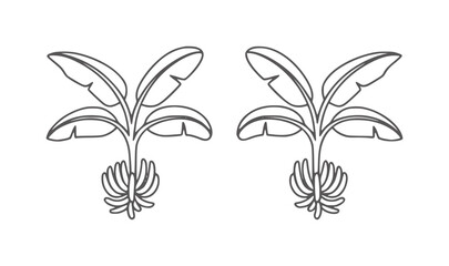 Two minimalist banana plants with bunches of bananas fruit tropical nature © Rakibul V