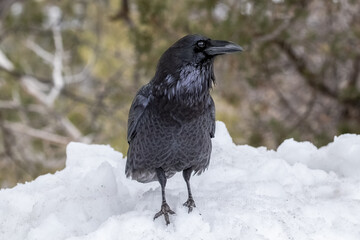 Obraz premium Black raven standing on a snowbank in winter at the Grand Canyon National Park, Arizona. Head turned to the side, looking at the camera. 