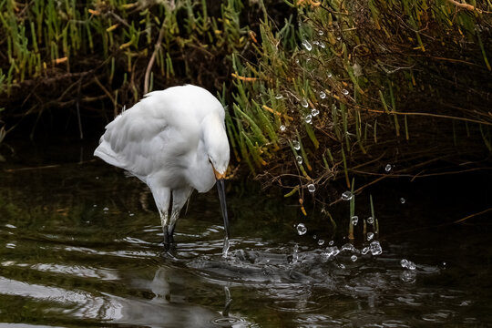 Snowy egret (Egretta thula) fishing in the wetlands near the shore at Huntington Beach, California. Water droplets spraying into the air. 
