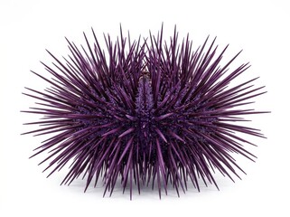 Fototapeta premium Close-up of a Purple Sea Urchin with Spines on White Background.