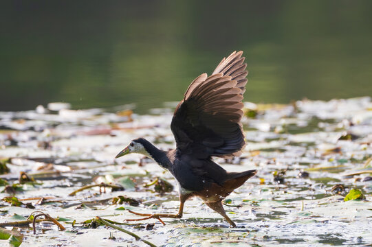 A White-breasted Waterhen (Amaurornis phoenicurus) running across a wetland with its wings spread wide. This energetic behavior is often seen while escaping danger, defending territory, or moving 