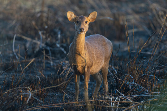 A Hog Deer (Axis porcinus) standing in a recently burned grassland, searching for fresh new grass emerging after a controlled fire. Seasonal grassland burning is a natural management practice