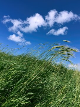 Vibrant green grass sways against a brilliant blue sky with fluffy clouds