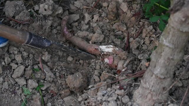 Farmer digging a Cassava root from ground. Cassava is a root vegetable that contains vitamin C and copper.