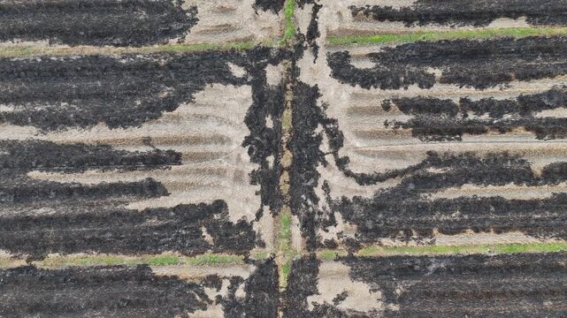 Aerial view of the ash produced from burning rice straw. Ash can add nutrients back into the soil.
