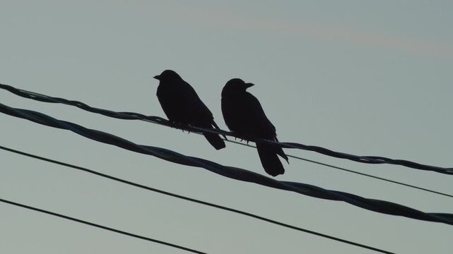 Two crows perched on utility wires against a clear twilight sky.